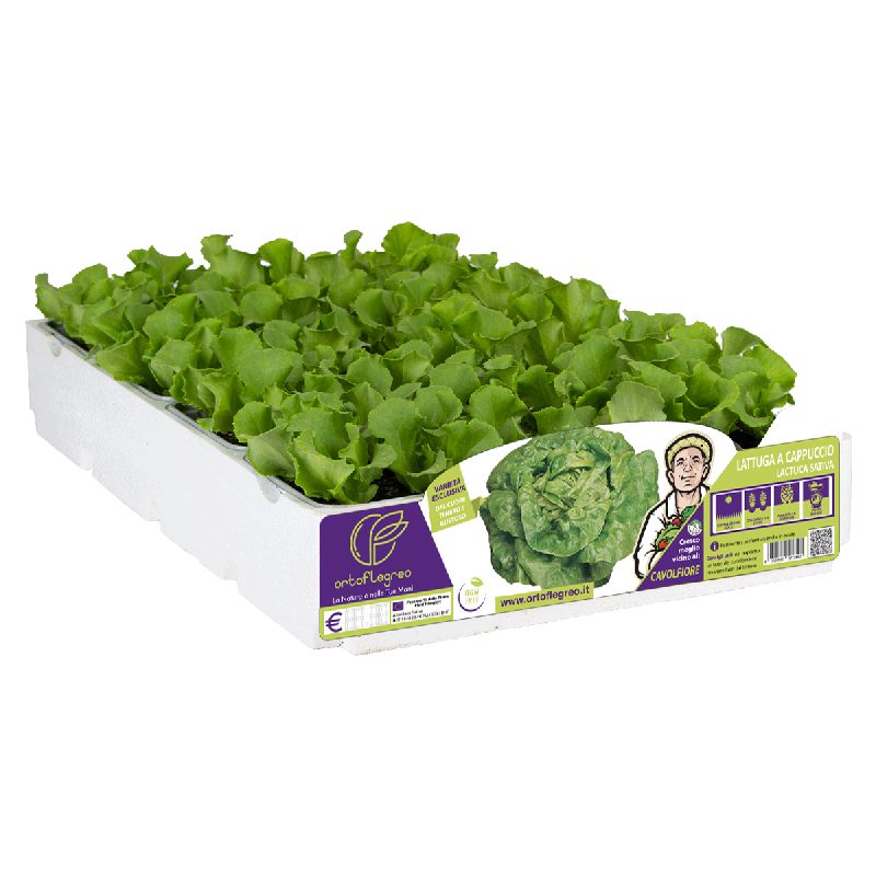 LATTUGA