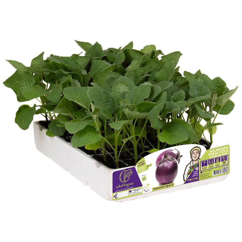 MELANZANA TONDA VIOLA
