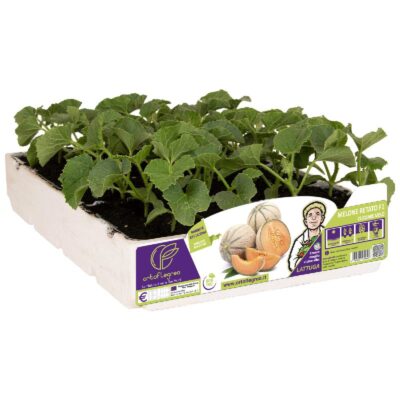 MELONE RETATO