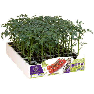 POMODORO CILIEGINO BASSO