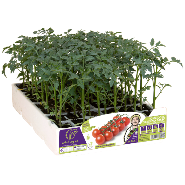 POMODORO CILIEGINO BASSO