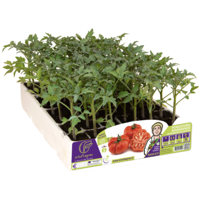 POMODORO MARMANDE