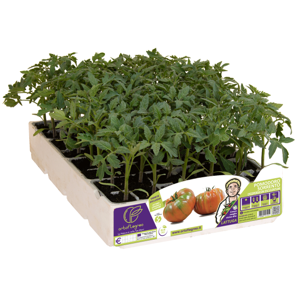 POMODORO SORRENTO