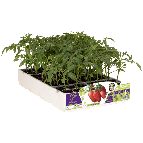 POMODORO OVALE TIPO SIRELYAN