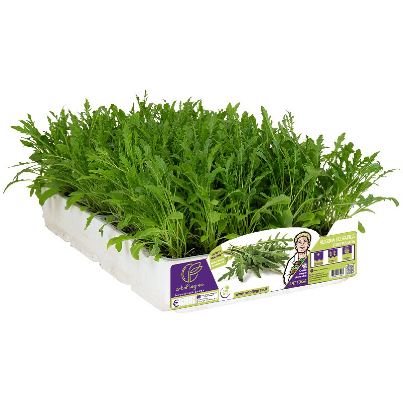 RUCOLA
